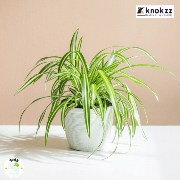 Spider Plant