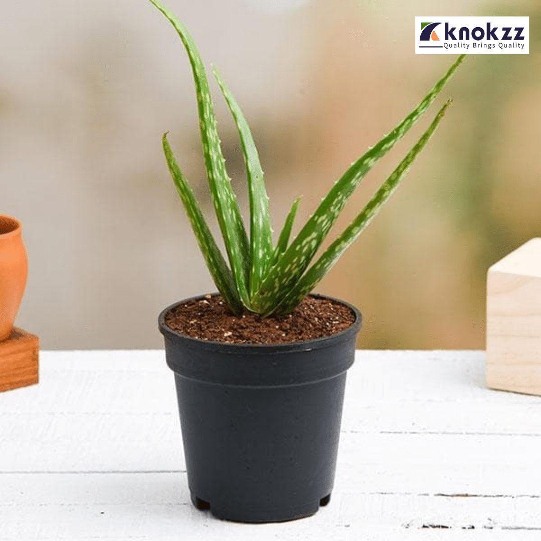 aloe vera plants