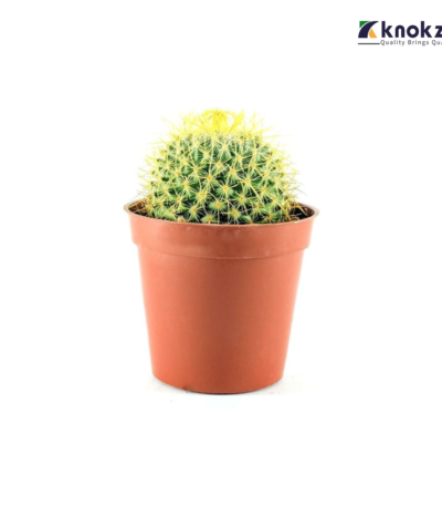 Ball cactus (T2) বল ক্যাকটাস