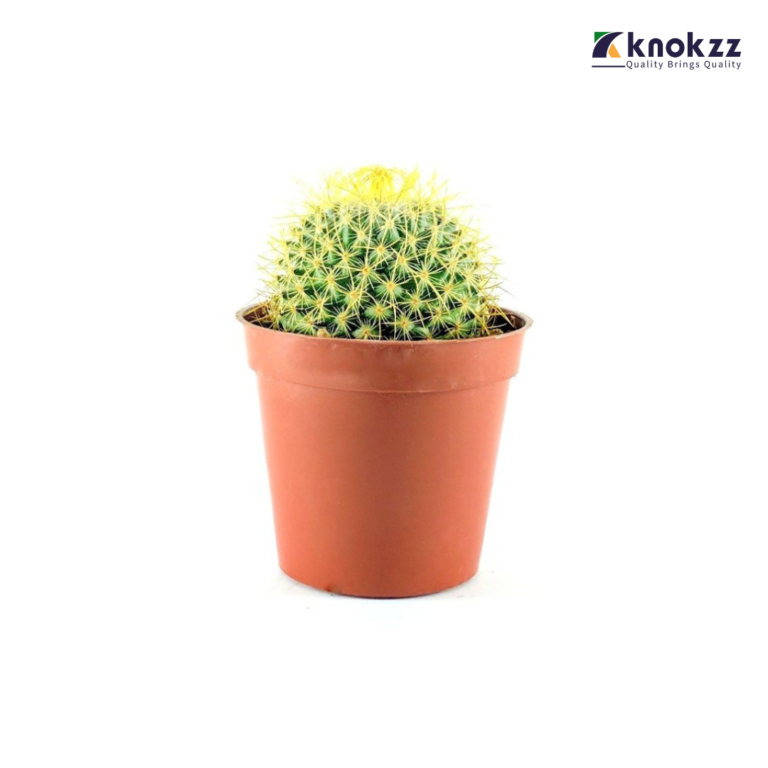 Ball cactus (T2) বল ক্যাকটাস