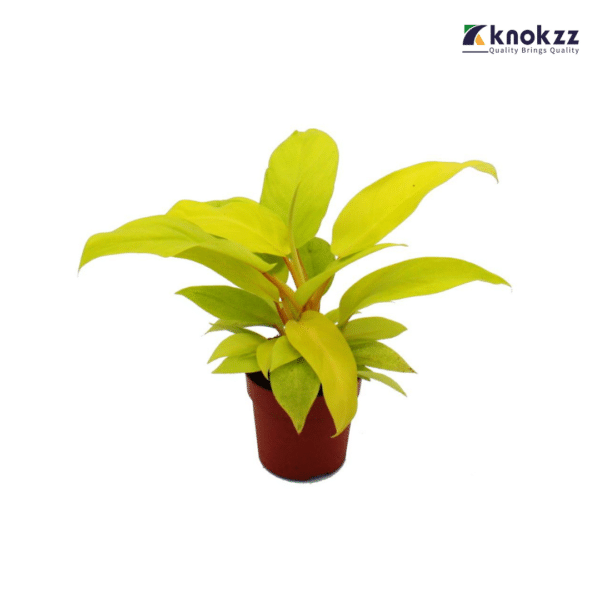 Lemon Lime in Hogla Cover