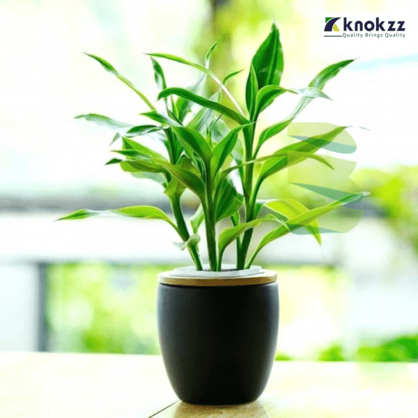 Lucky Bamboo 2layer