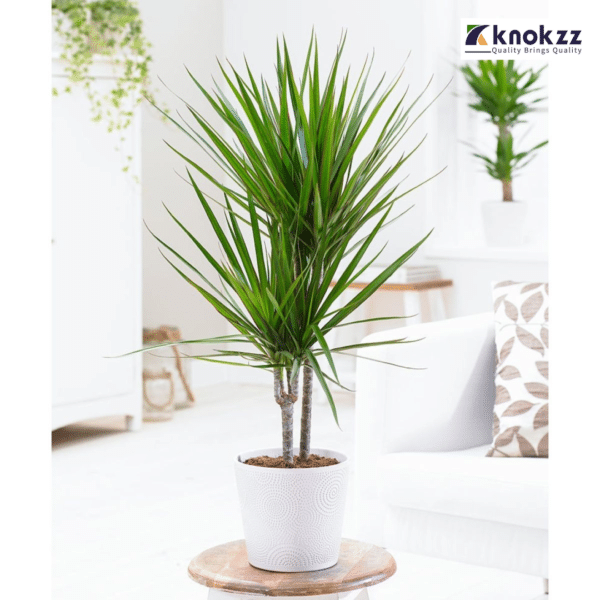 Marginata (Dracaena Marginata)