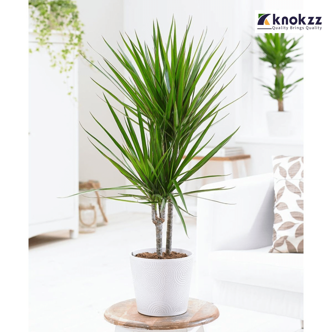 Marginata (Dracaena Marginata)