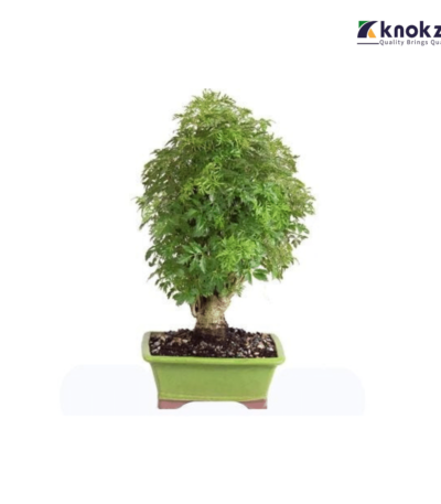 Ming Aralia (ফিনাক্স)