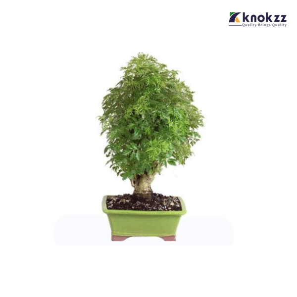 Ming Aralia (ফিনাক্স)