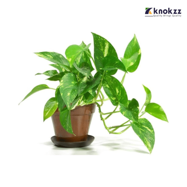 Money Plant