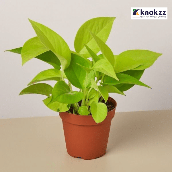 Money Plant Greenish Yellow, Neon Pothos