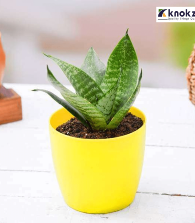 Snake-plant-Dracaena-trifasciata-স্নেক-প্লান্ট