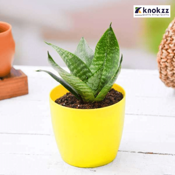 Snake-plant-Dracaena-trifasciata-স্নেক-প্লান্ট
