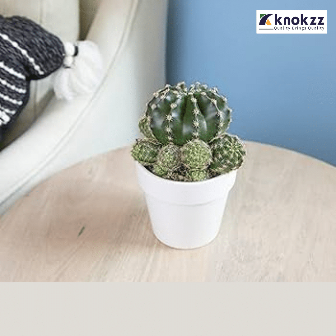 Special Cactus