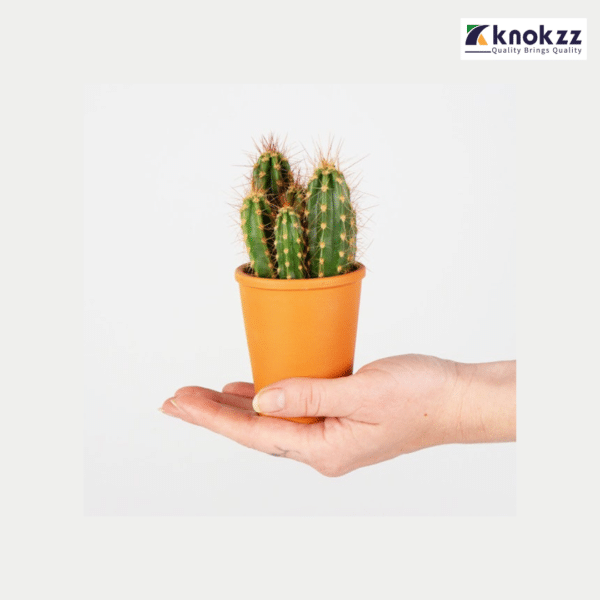 Special Cactus