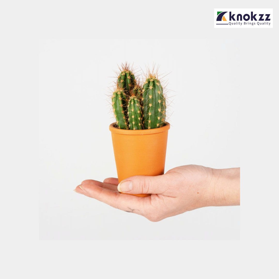 Special Cactus