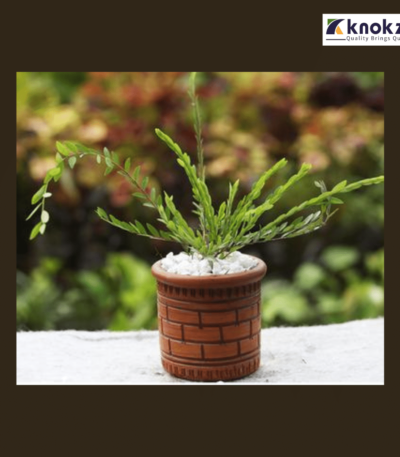 Tetul Fern